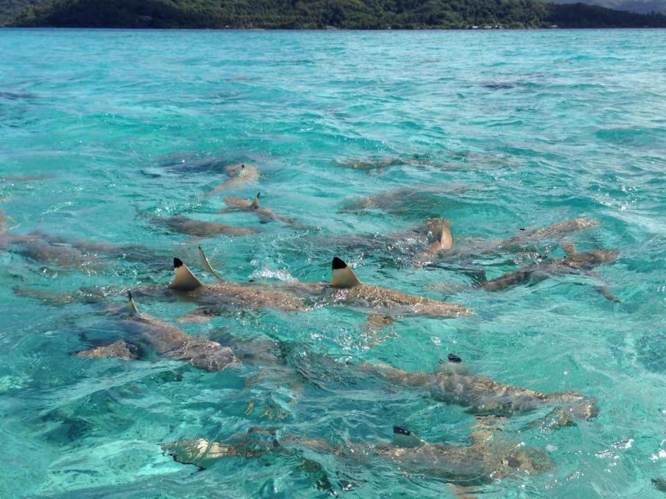 Pension Hibiscus Tahaa Uturoa Экстерьер фото